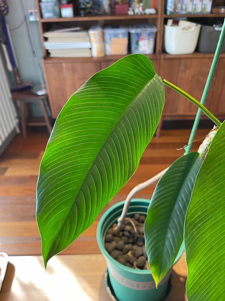 国产观叶绿植天花板,毛过山龙 毛过山龙,也叫皱叶绿萝,天南星科,与