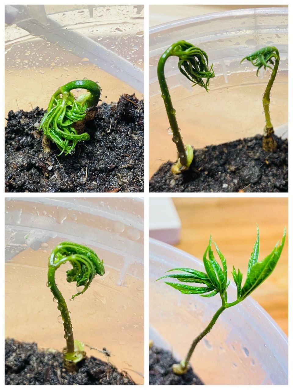 人参苗发芽记录 春暖花开~ 又到了一年一度播撒的季节~ 整理一下阳台