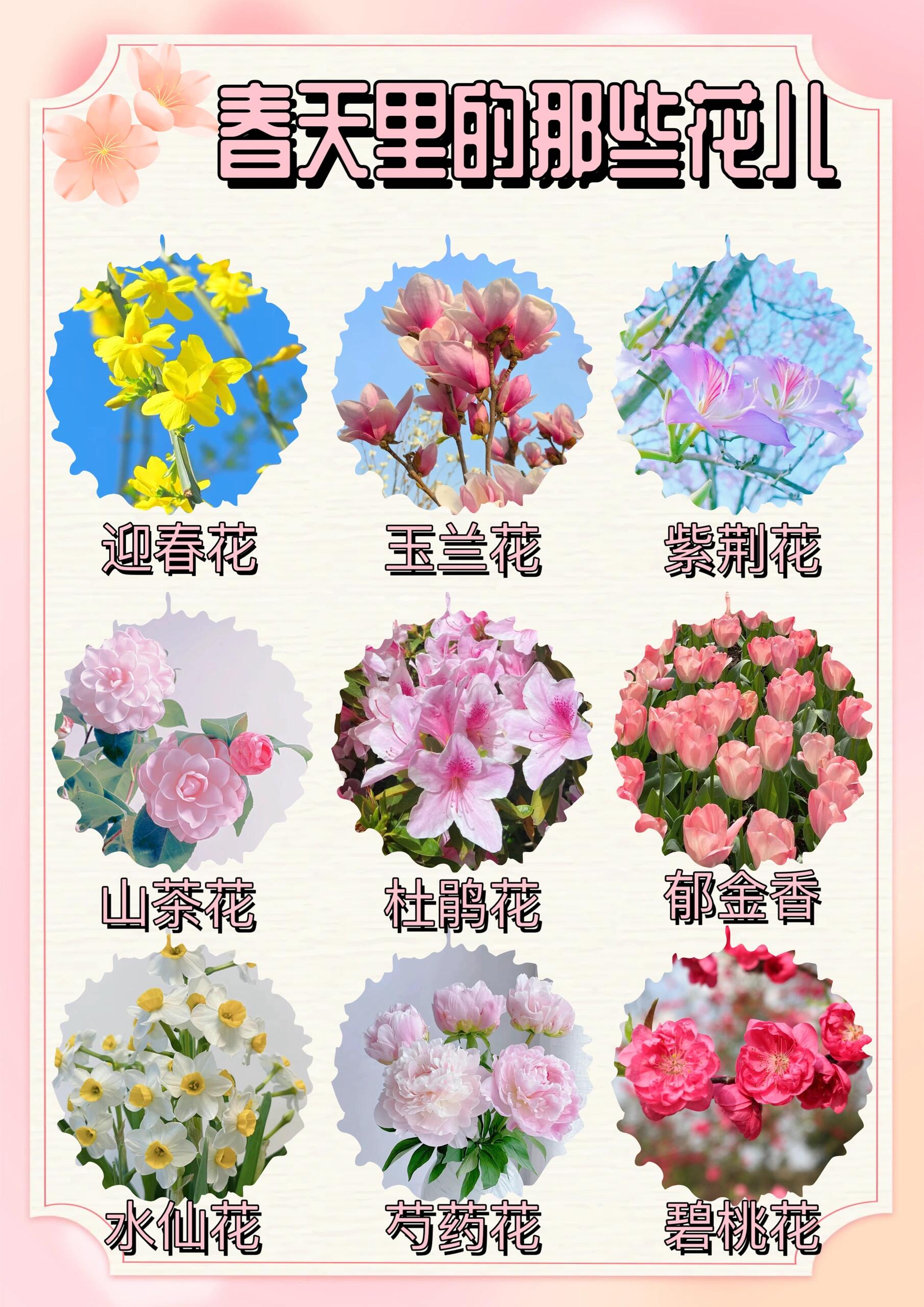 春日花卉图鉴94|一次性带你分清桃李梨杏梅  春天正是繁花盛开的