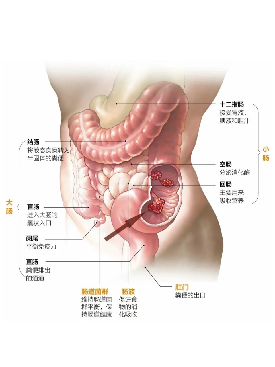 肠胃分解图图片