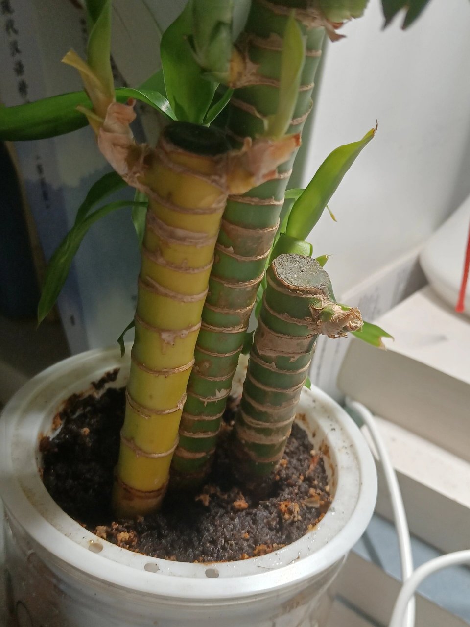 土培富贵竹发黄怎么办 前几天富贵竹叶子黄了,我就给他揪掉了,然后我