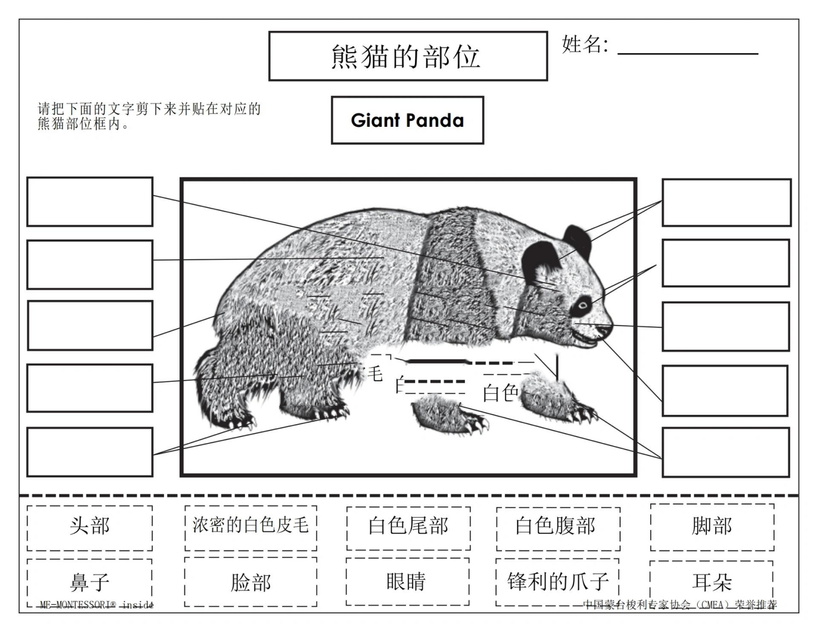 大熊猫身体器官图解图片