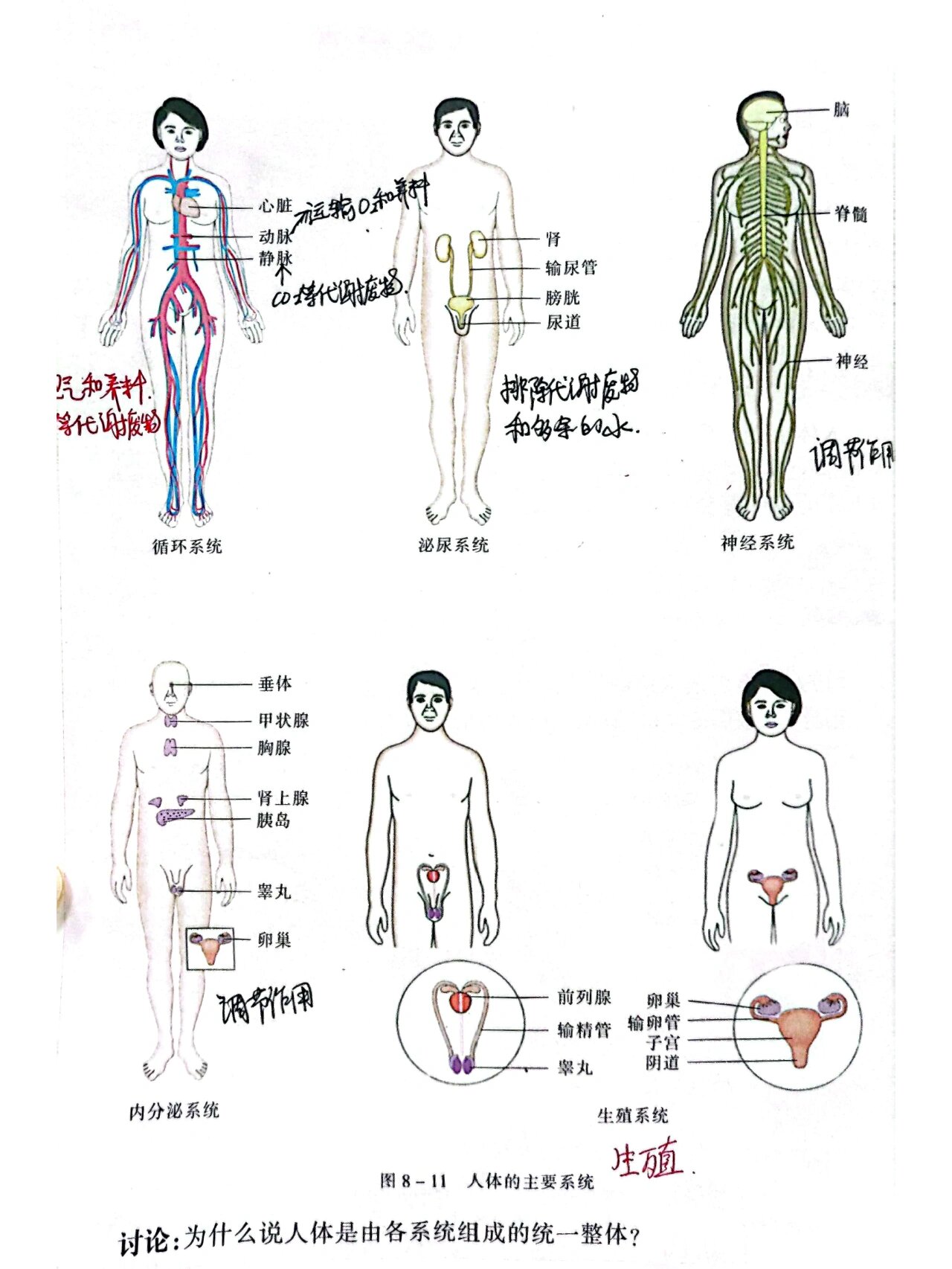 初中生物苏教版七下《人体概述》笔记