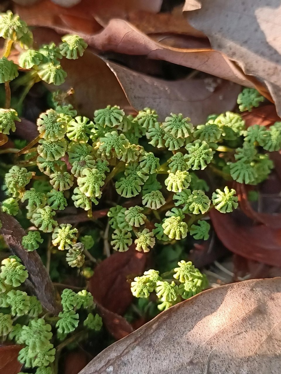 地钱 很多人知道苔藓,不知道苔藓还分苔和藓两类,苔是苔,藓是藓.