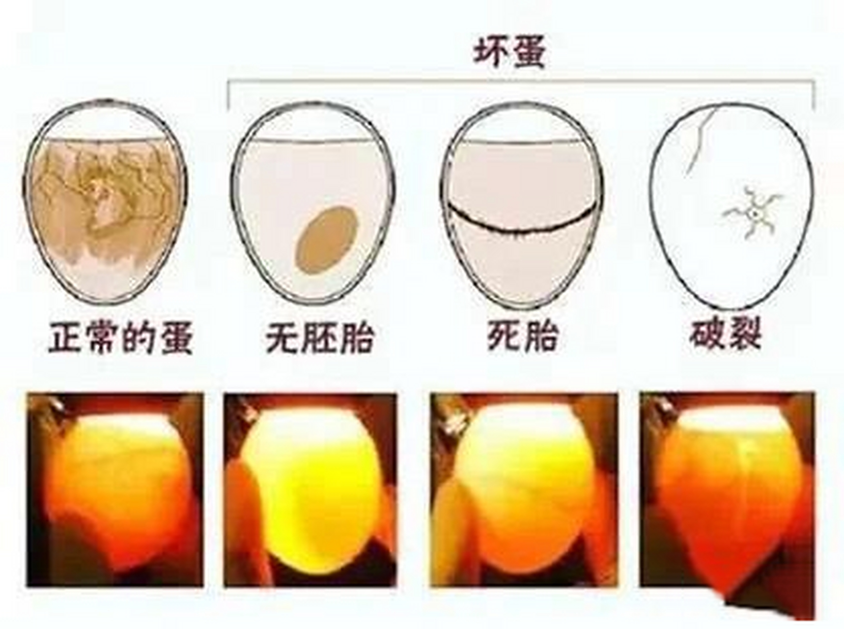 90孵小鸡日记 孵蛋器孵化记录 照蛋图    731