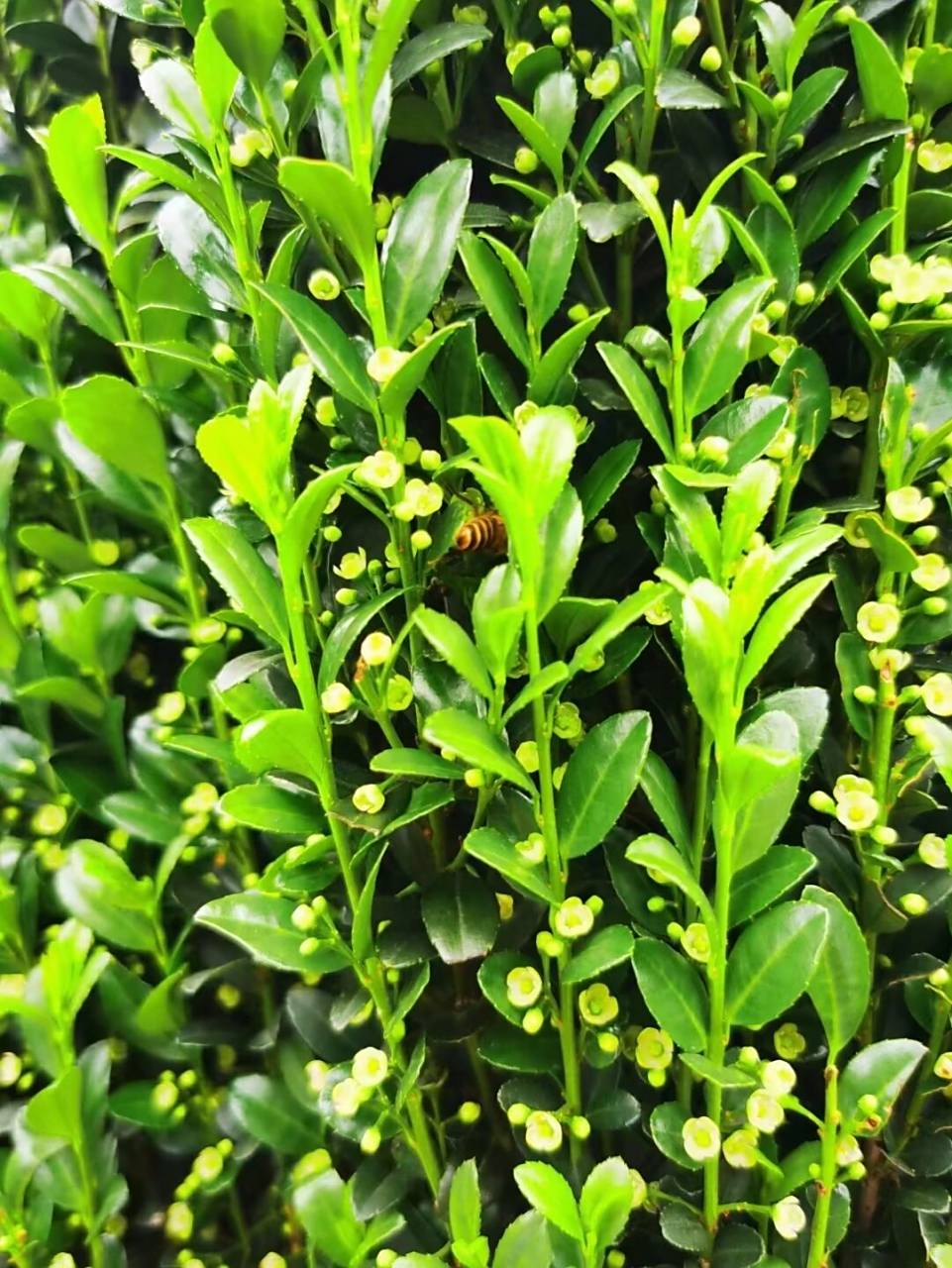 植物绿篱 | 特写篇-高档别院首选绿植围墙 直立冬青,又名"步步高升"