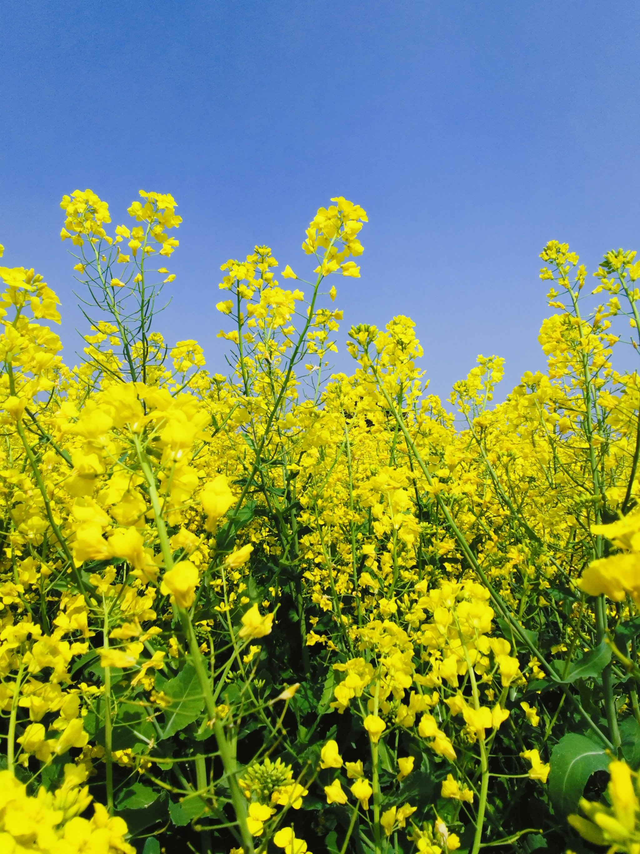 阳澄湖宝藏绝美油菜花!随手一拍都是大片