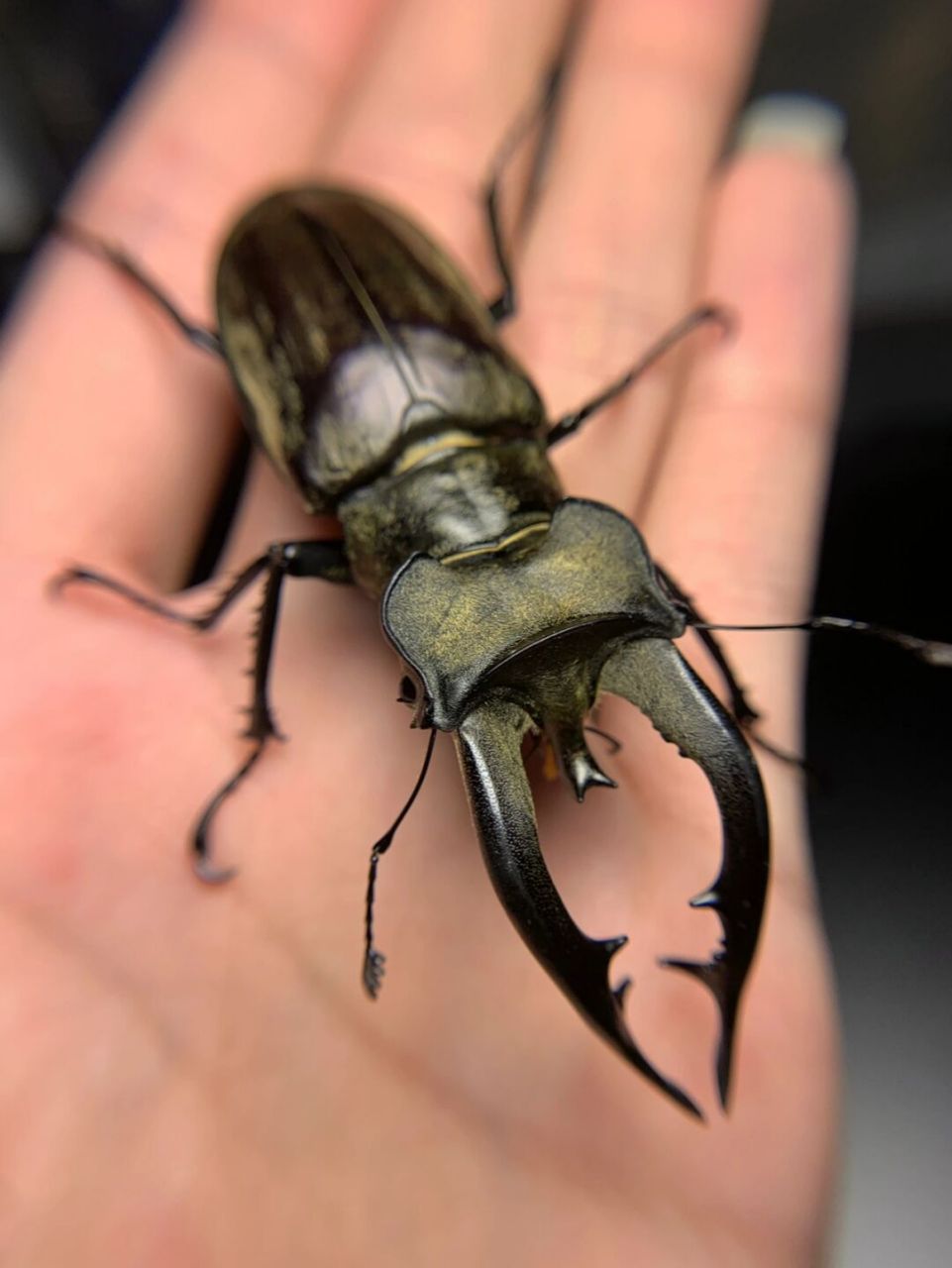 藏深山锹甲～ 大个体的指名亚种,产于四川凉山～[偷笑]#昆虫# #锹甲