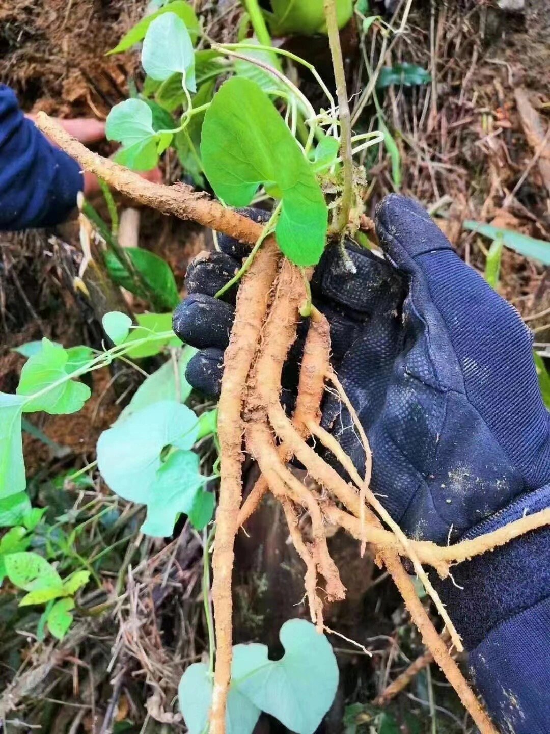 野生土党参(纯 晒,无硫) 野生党参是野外自然生长,生长周期长达4年