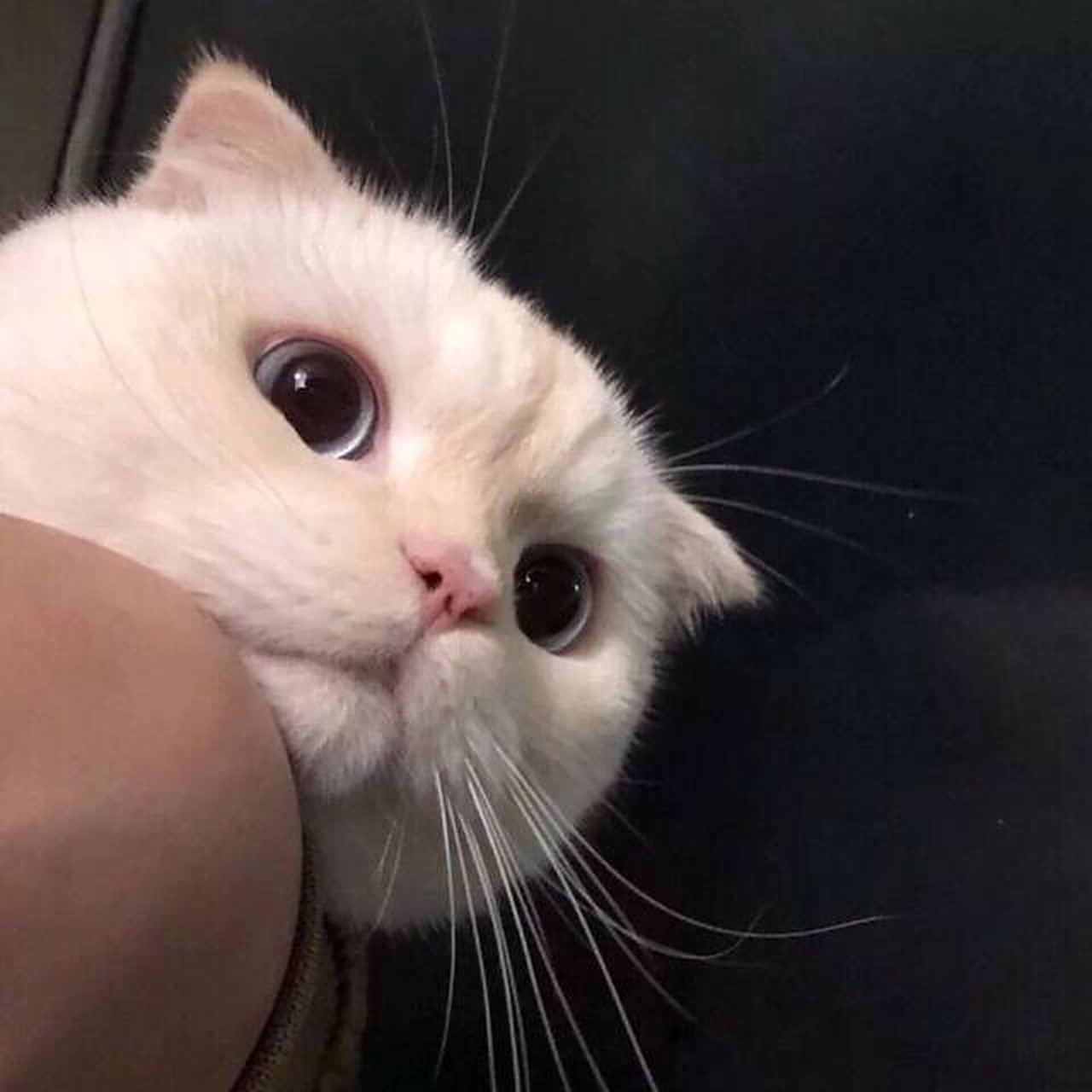 超级可爱猫咪头像 93侧头看暗中观察的可爱喵喵 90搞怪,穿衣小