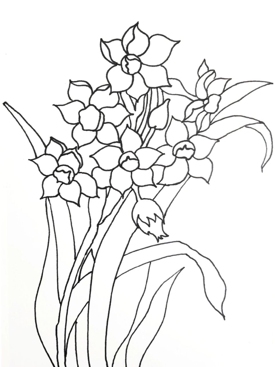水仙花 植物系列 临摹来源围脖 工具:勾线笔,马克笔 一天一天日积月累