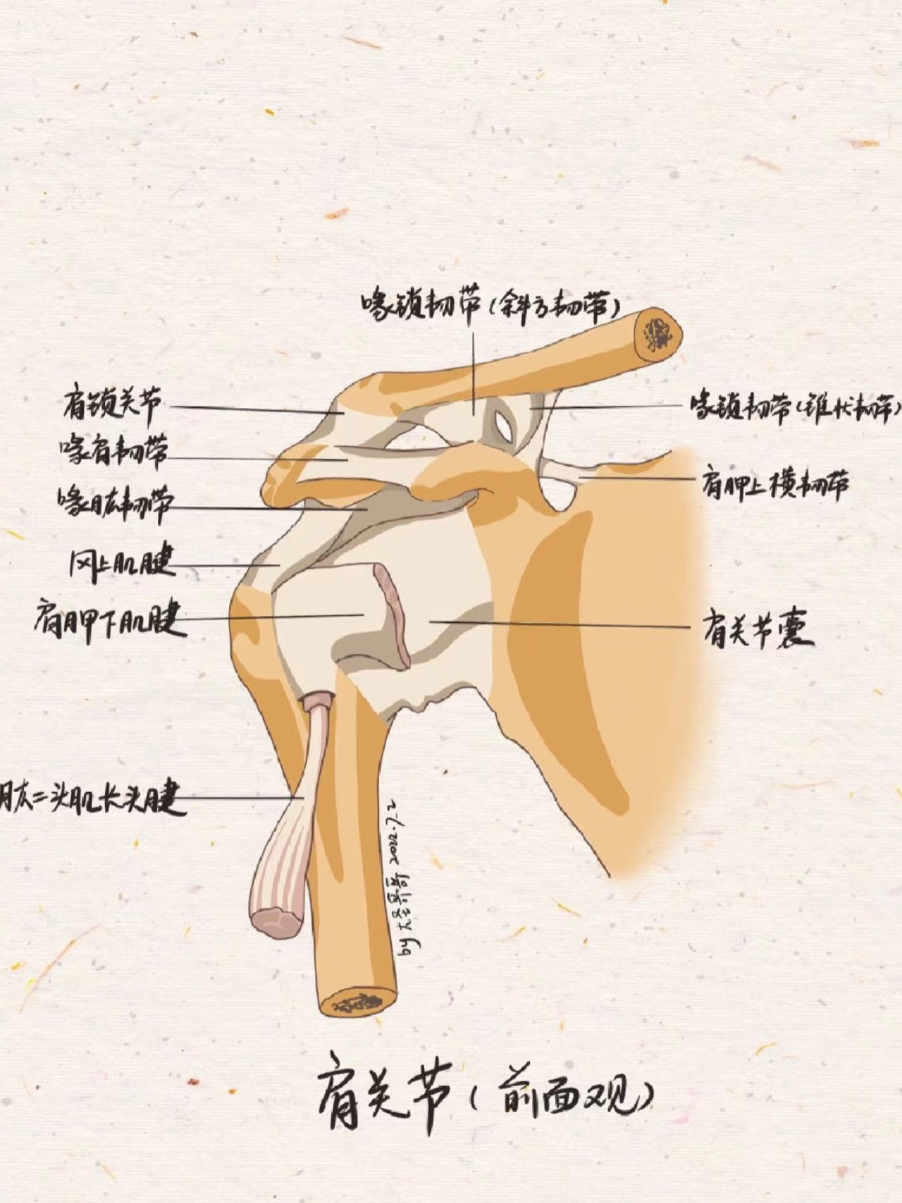 肩部活动 1