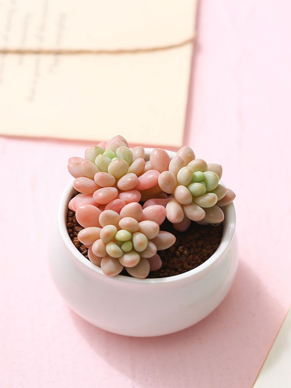 每天认识一种多肉:洛可可 肉肉介绍: 中文名:洛可可 英文名:echeveria