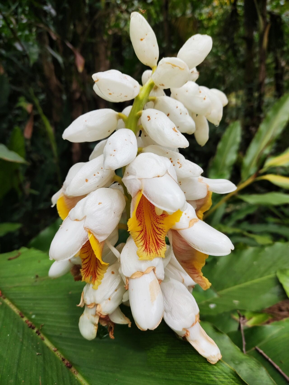 海南山姜 海南山姜 alpinia hainanensis k.