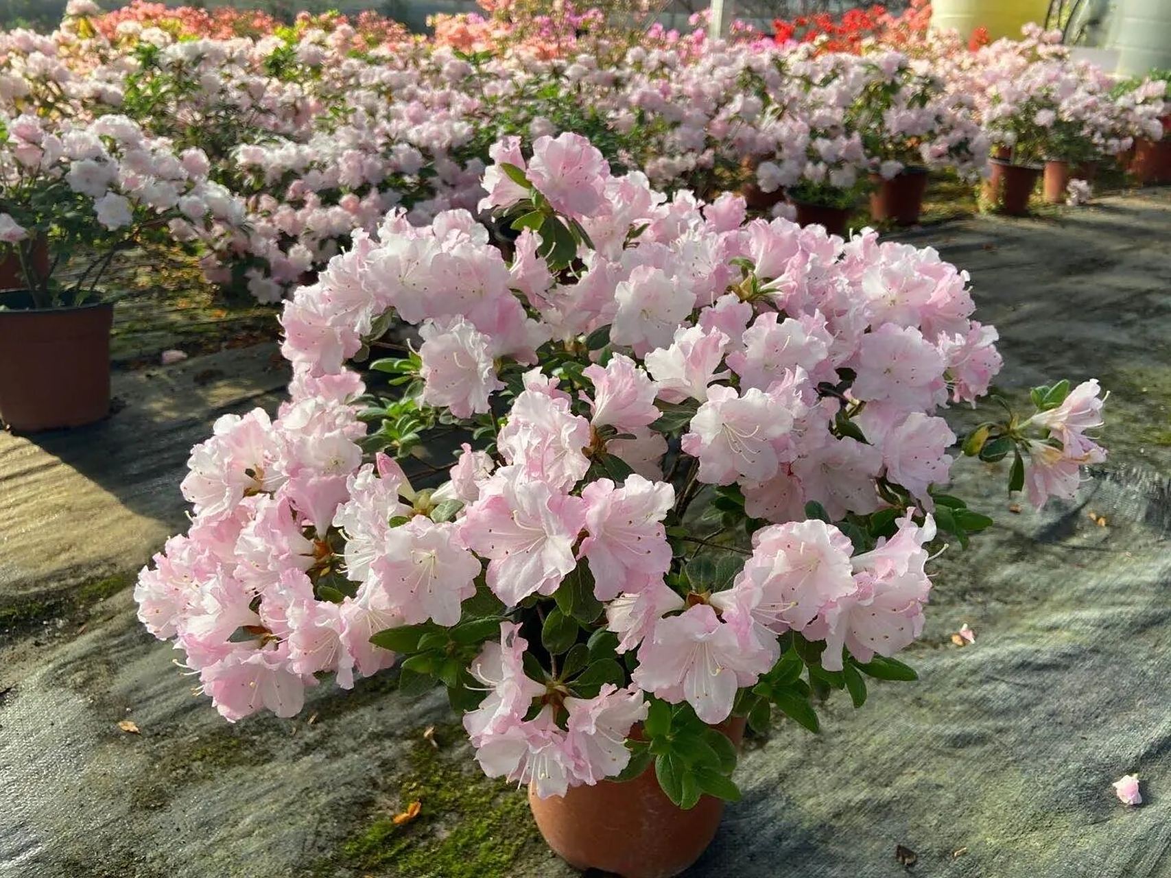 杜鹃:花蝴蝶 品种五:花蝴蝶,白底红晕边,套瓣小花,春娟,始花期3月!