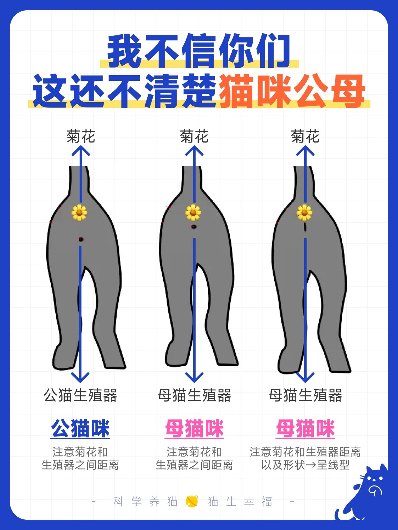 成年猫公母区分图图片