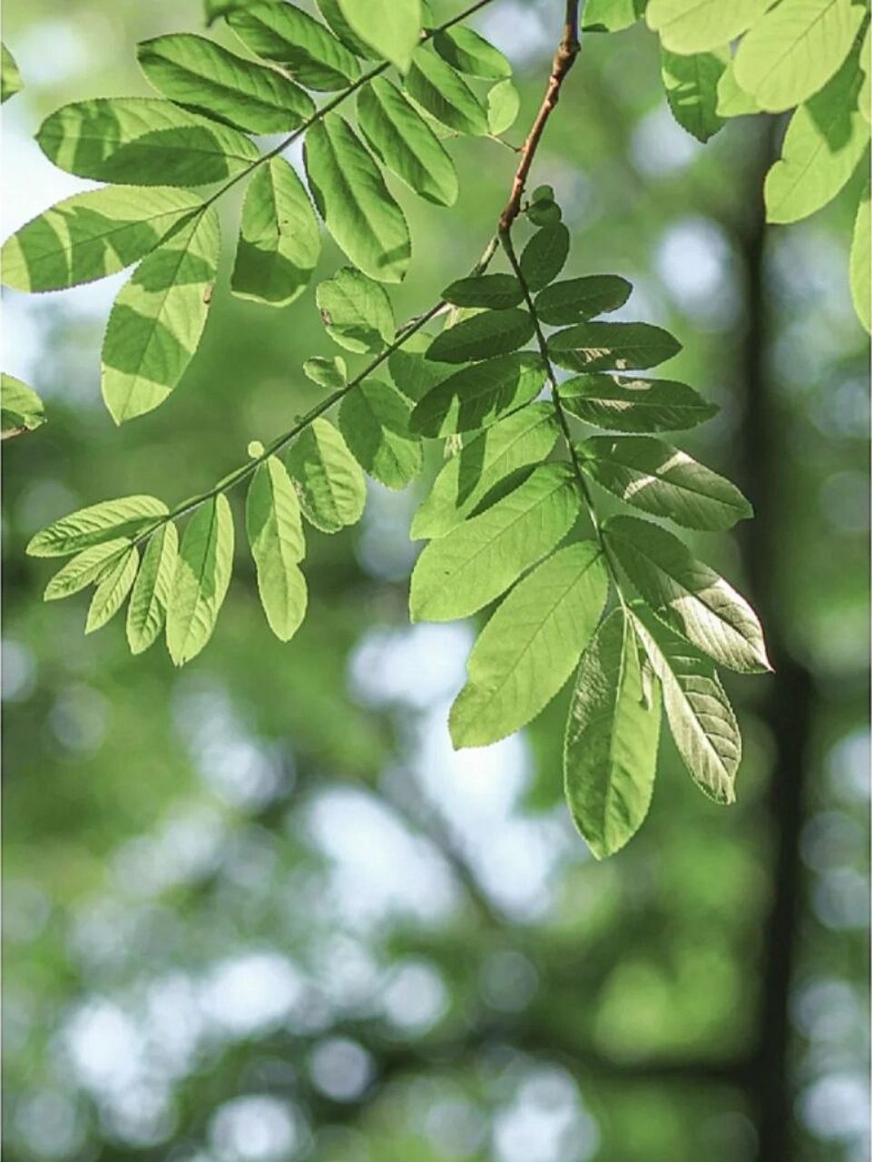 wechat|关于绿色系文案980269♂1597温柔抹茶绿 green