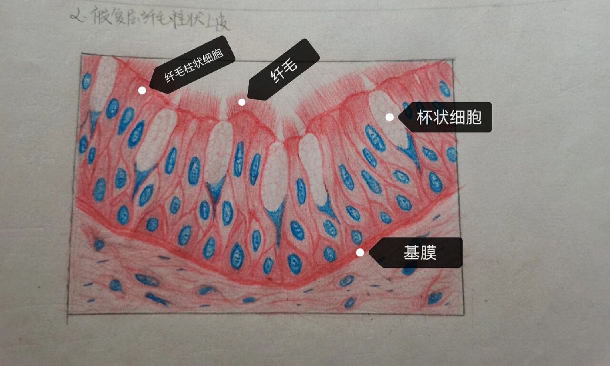 复层柱状上皮绘图图片