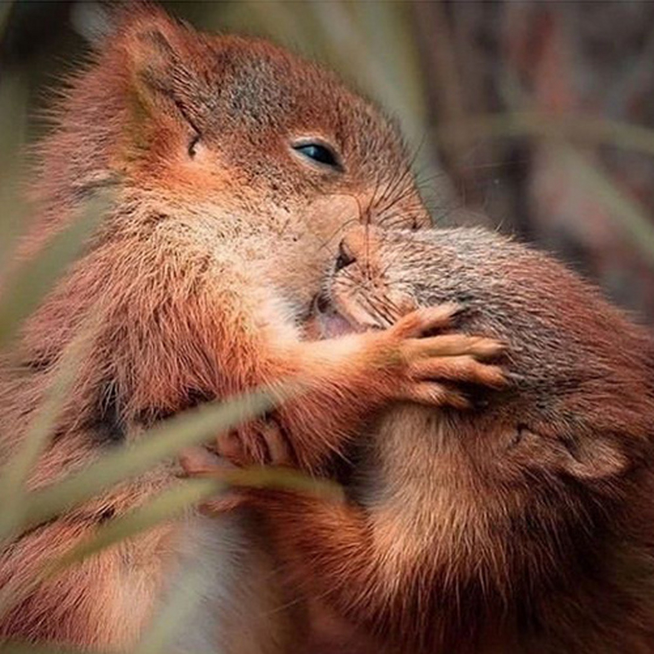 9715小松鼠和他的家人朋友们#可爱动物# #野生动物#   (via.ins.