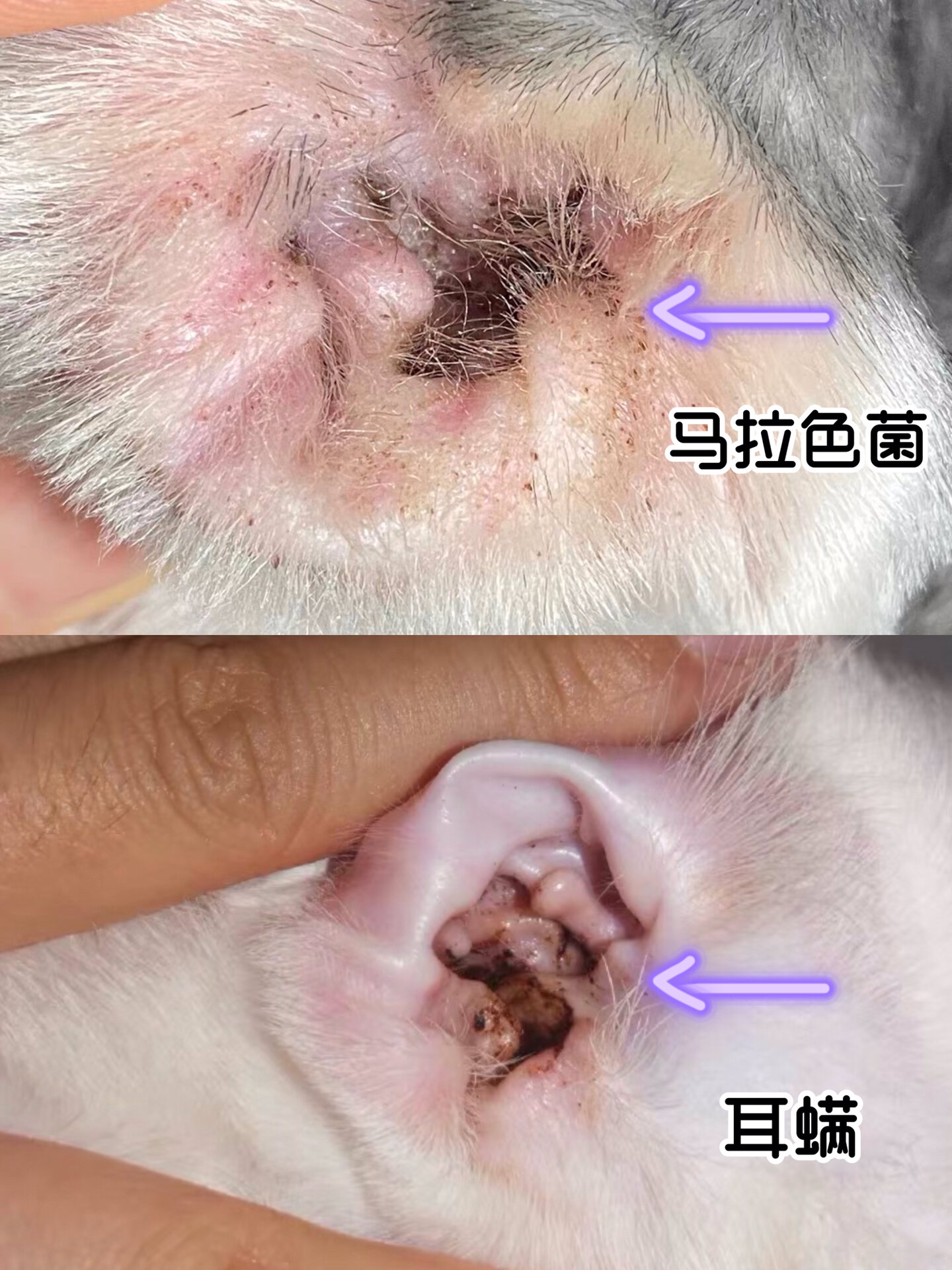 猫咪耳螨和马拉色菌!能劝一个是一个😡!