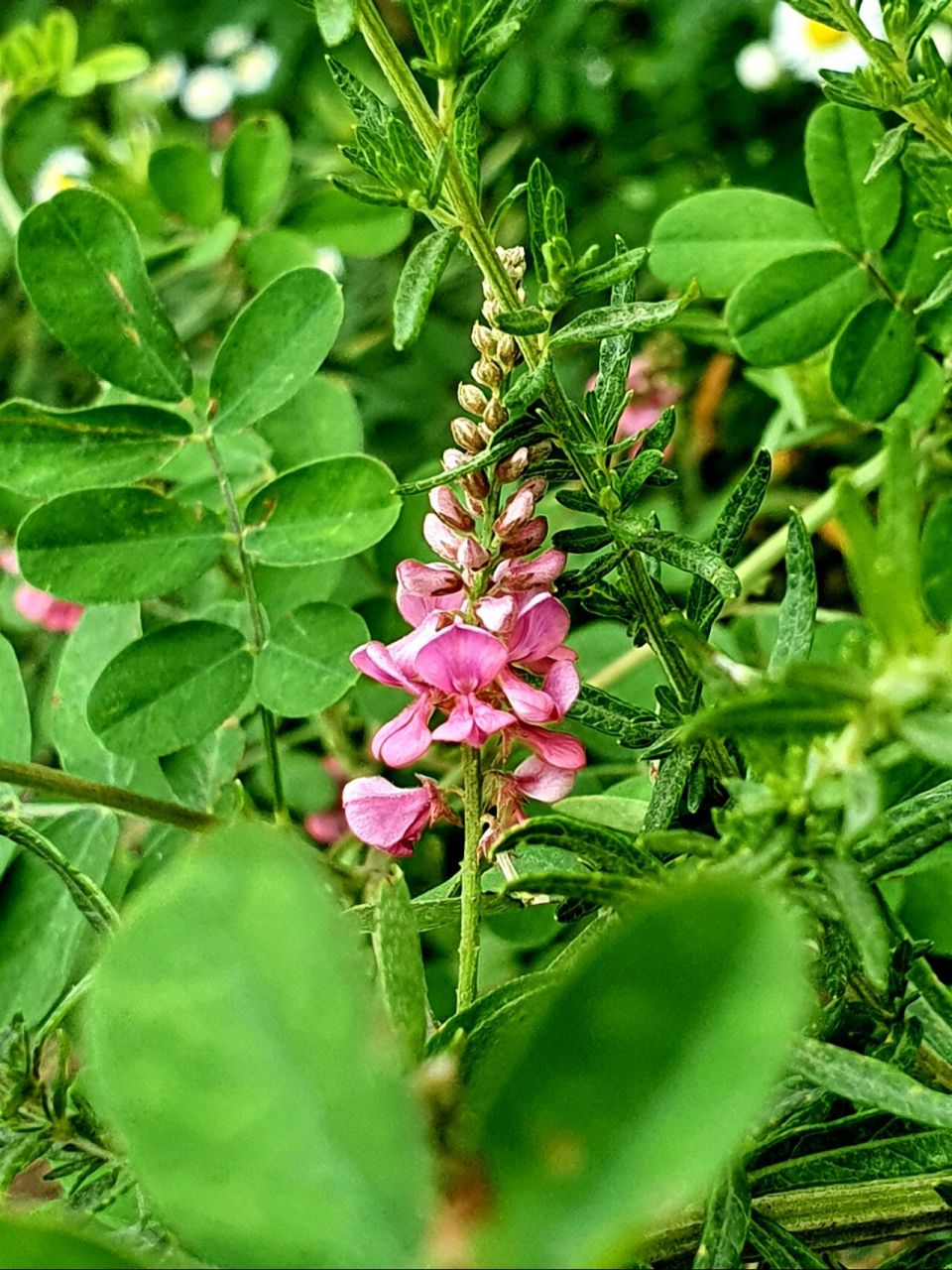 木蓝 97小菜园儿路边长了好多,大片开花太好看了