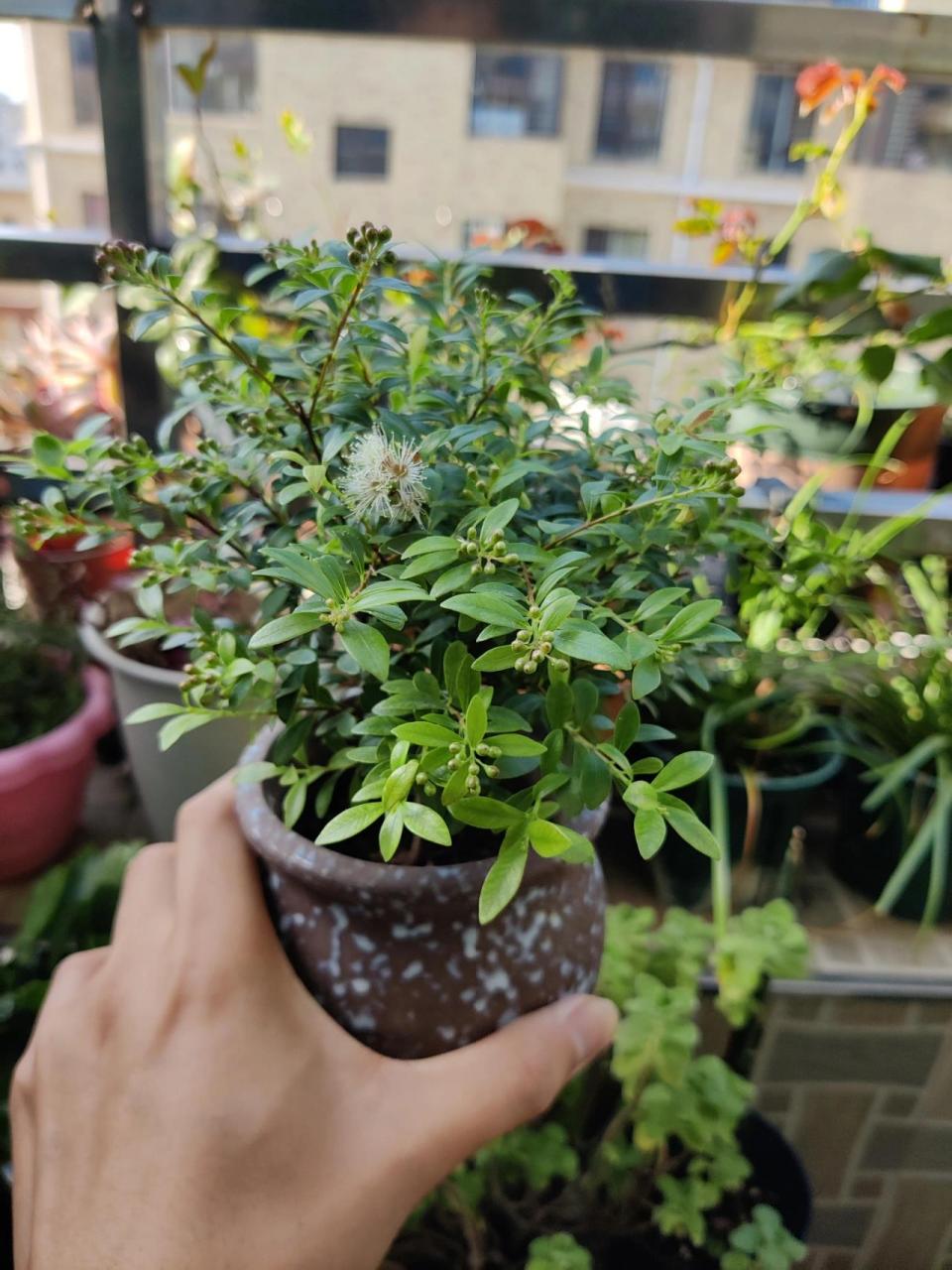 没想到小叶赤楠开花还挺漂亮的 本以为是观叶植物,结果长满了花苞