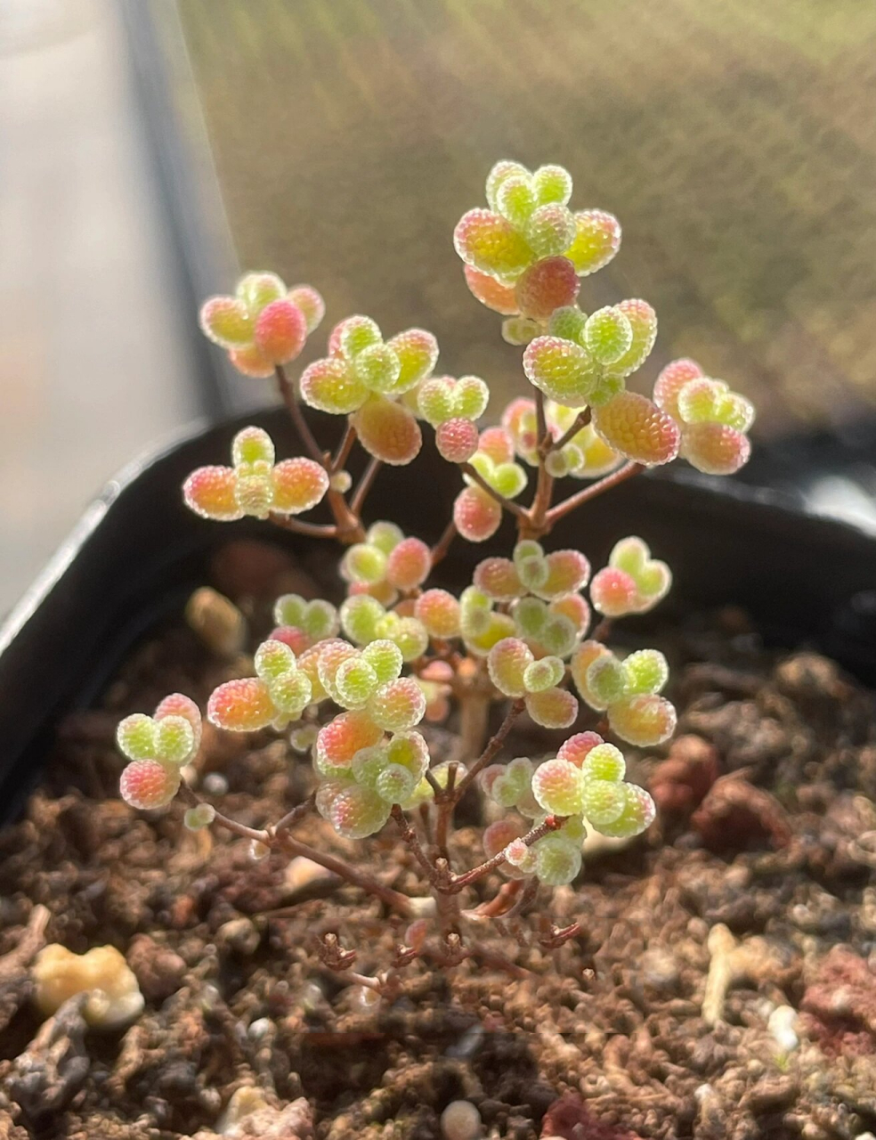 吃可爱长大的糖球枝干番杏 去年说要不停播种一代代优选又圆又短的糖