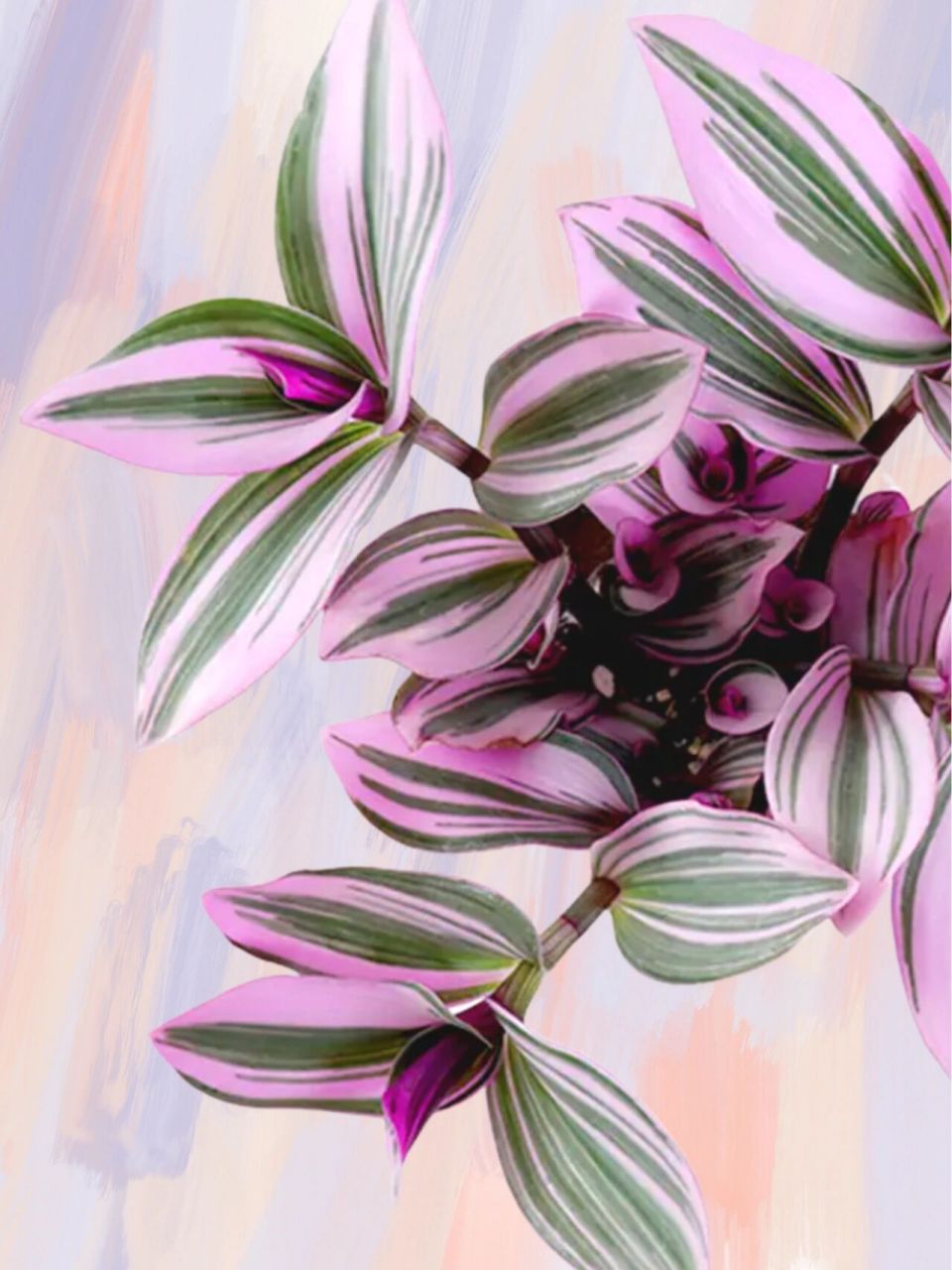 每天一个花花养护知识 | 油画吊兰 优雅浪漫的 — "油画吊兰" 请注意