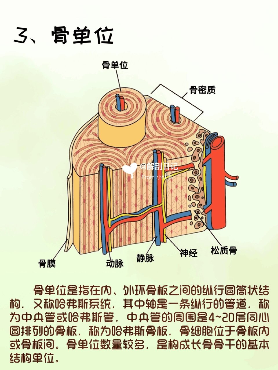 器官解剖之骨🦴 简介:骨主要由骨组织构成,成人有206块骨