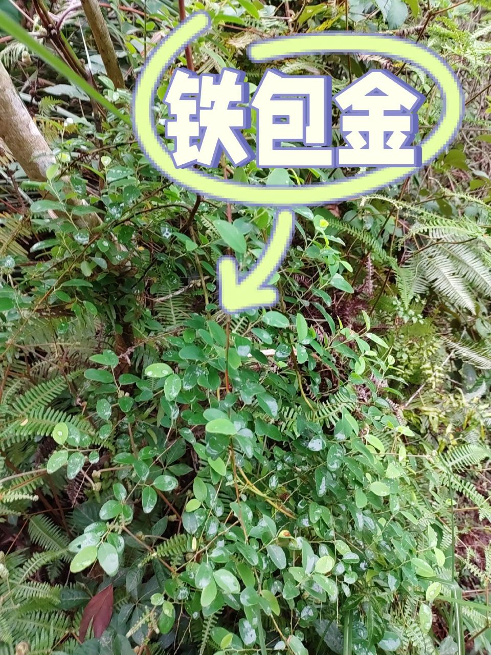 铁包金(31)本土原生中草药材