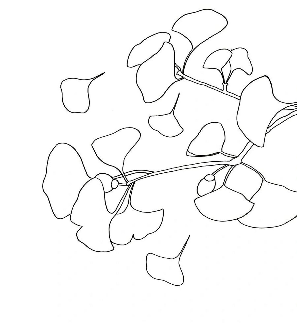 在绘画的时候,我们可以欣赏相关的银杏叶摄影作品,感受作品中构图的