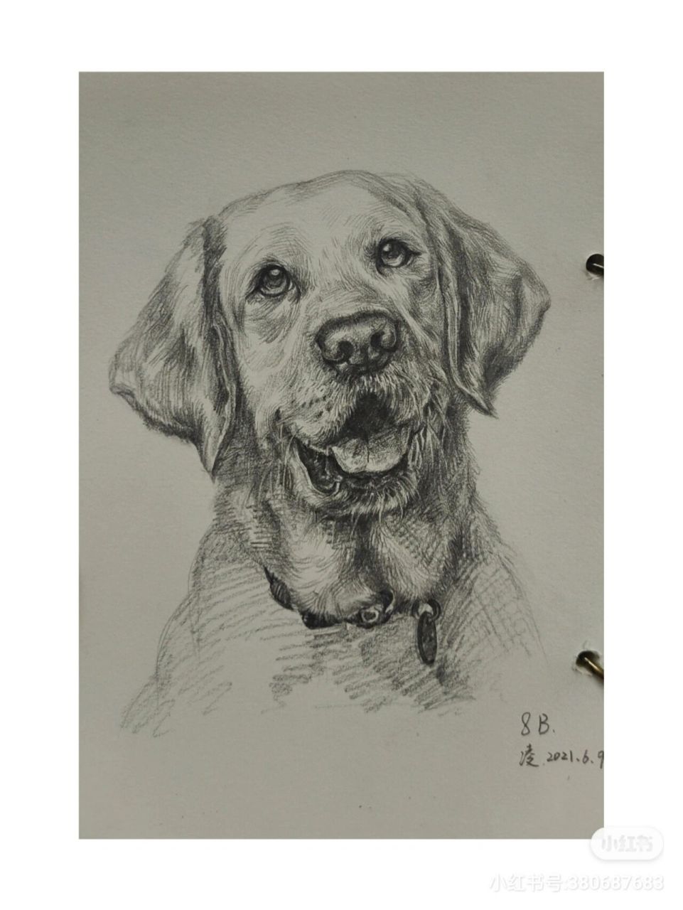 写生拉布拉多犬 小素描 绘画工具: 1,普通a5素描本 2,8b三菱铅笔