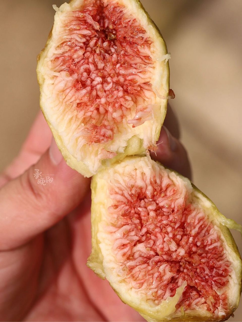 高甜丰产无花果品种推荐——芭劳奈 品种名:芭劳奈 种类:夏秋果兼用