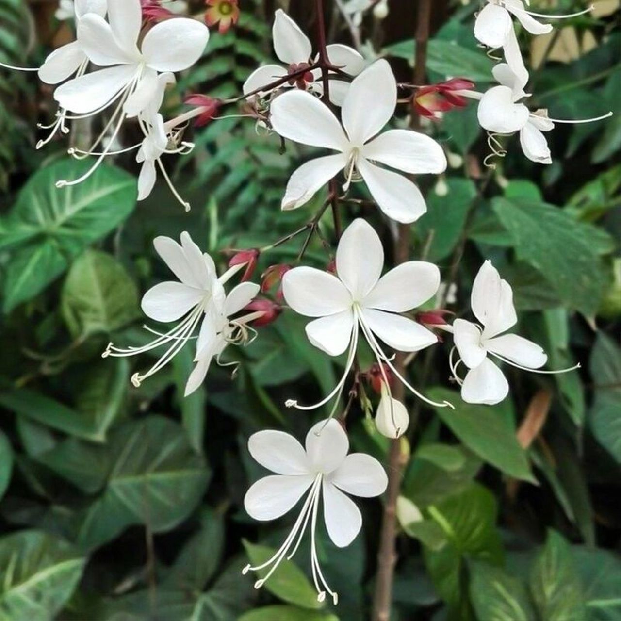 花境植物第173弹——垂丝茉莉 垂丝茉莉是马鞭草科,大青属直立灌木或
