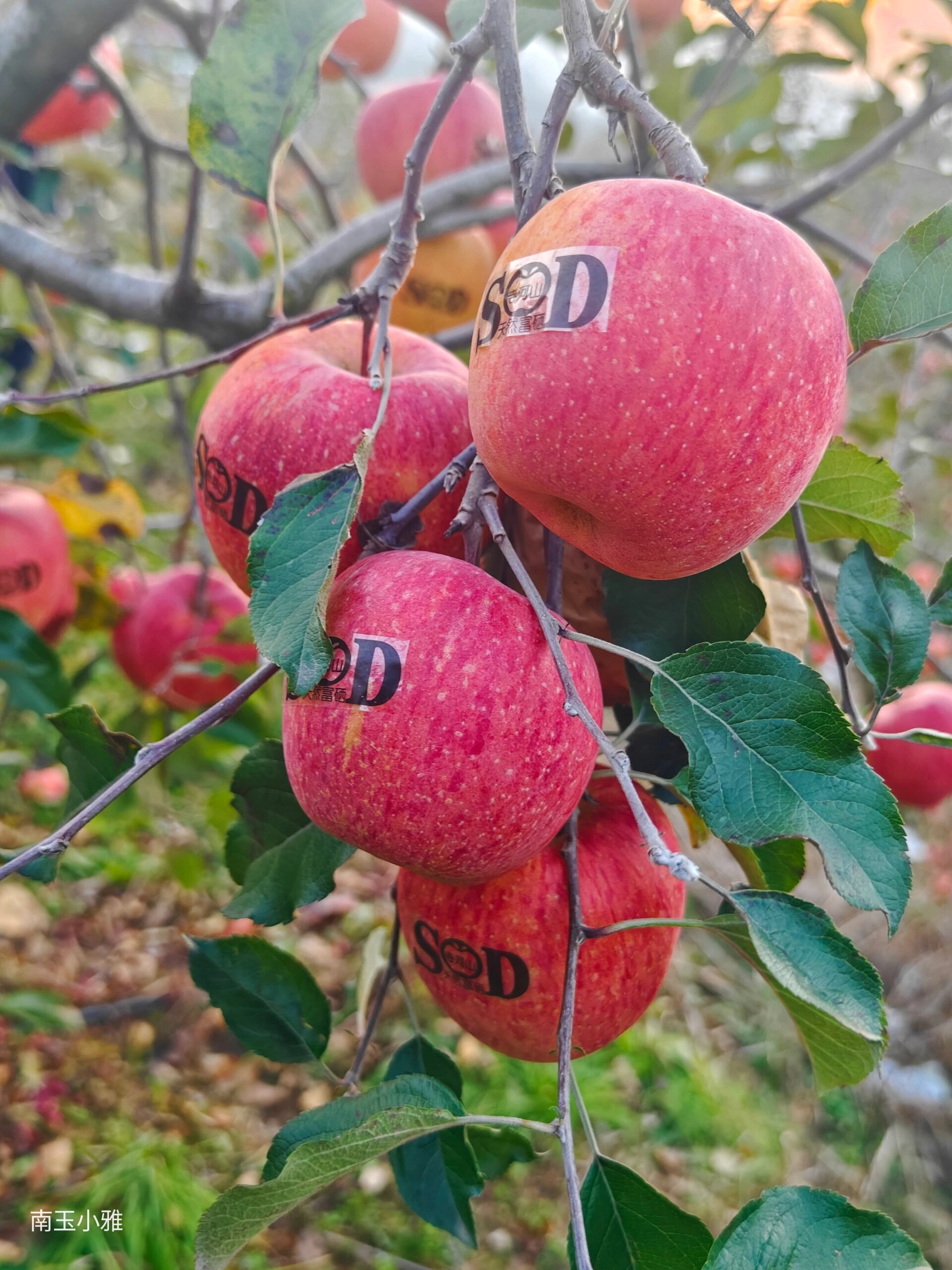大山里的苹果96红了 三门峡寺河山的苹果96红了!