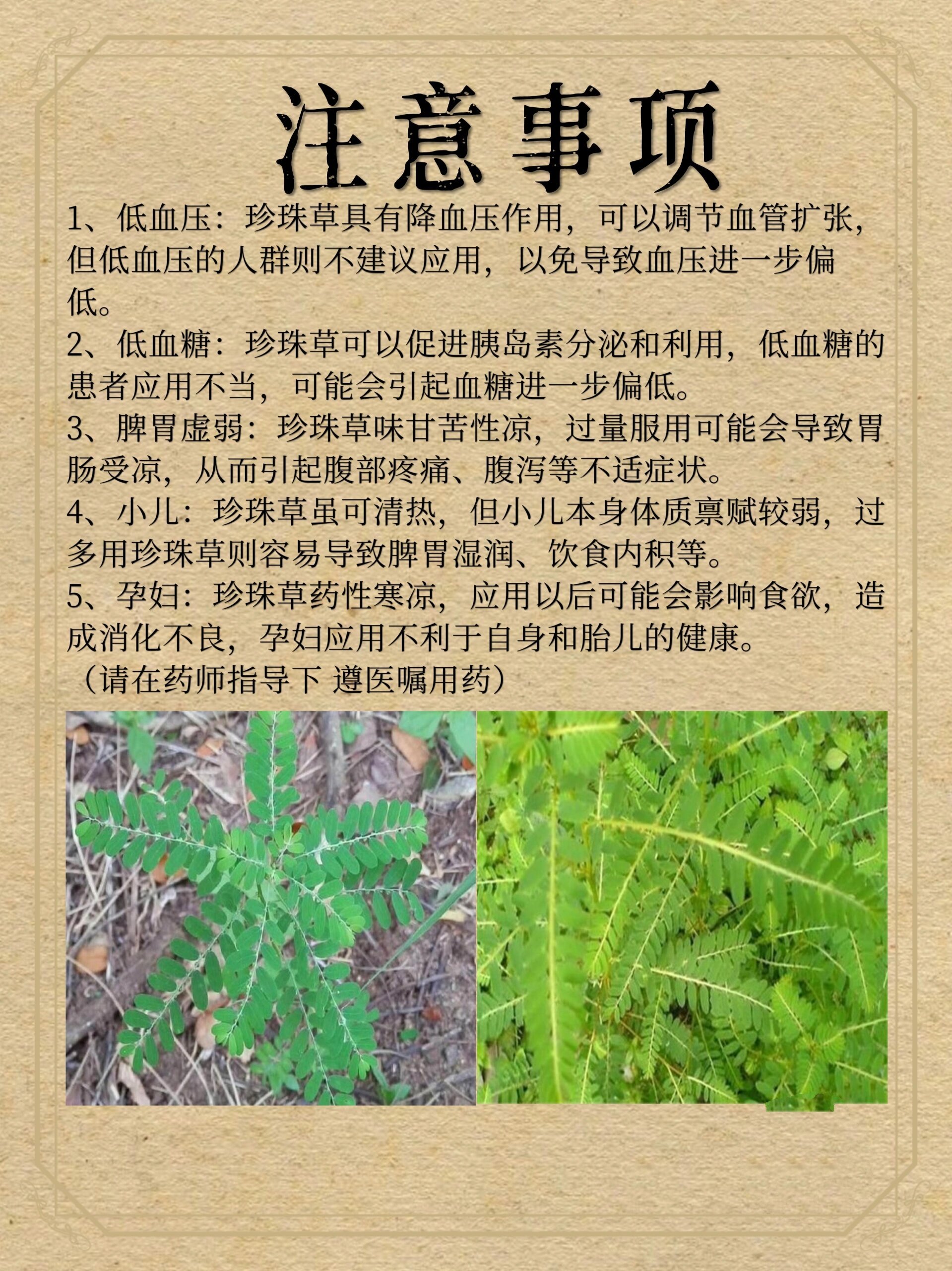 珠子草的药用价值图片