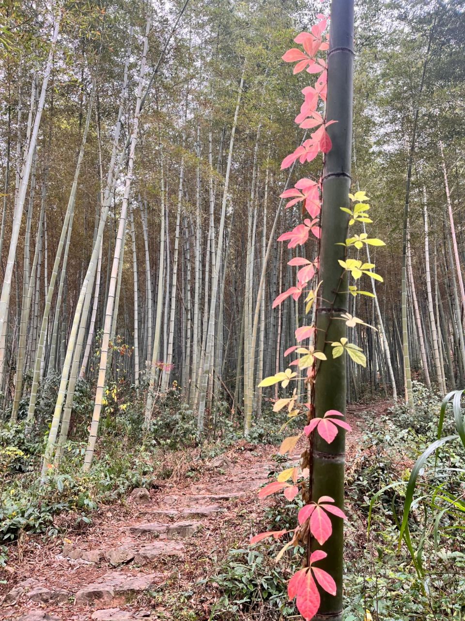 竹子花你们见过吗?
