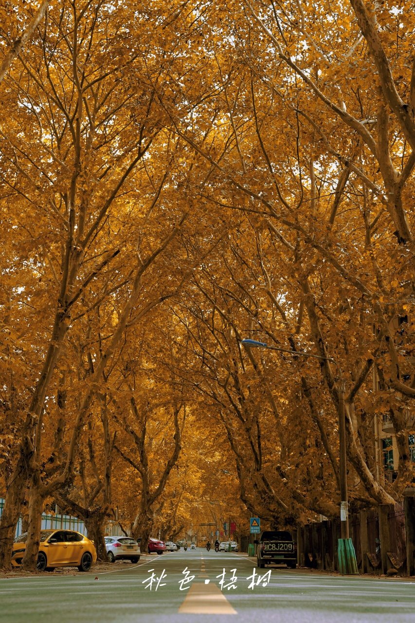 皖南秋色|寻找梧桐树下的静谧🍁 人烟寒橘柚 秋色老梧桐🍁 秋天的