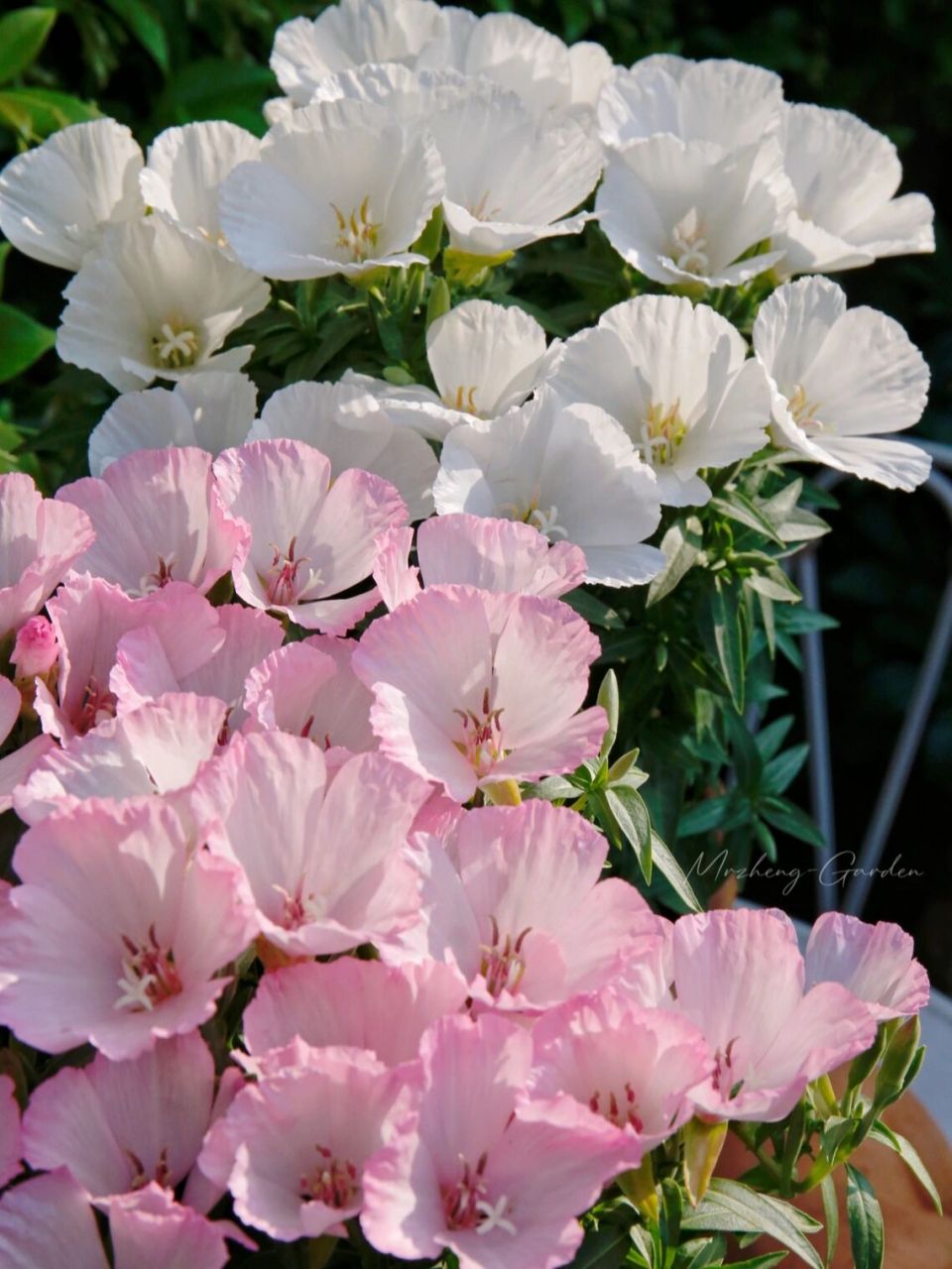 古代稀鲜花花期图片