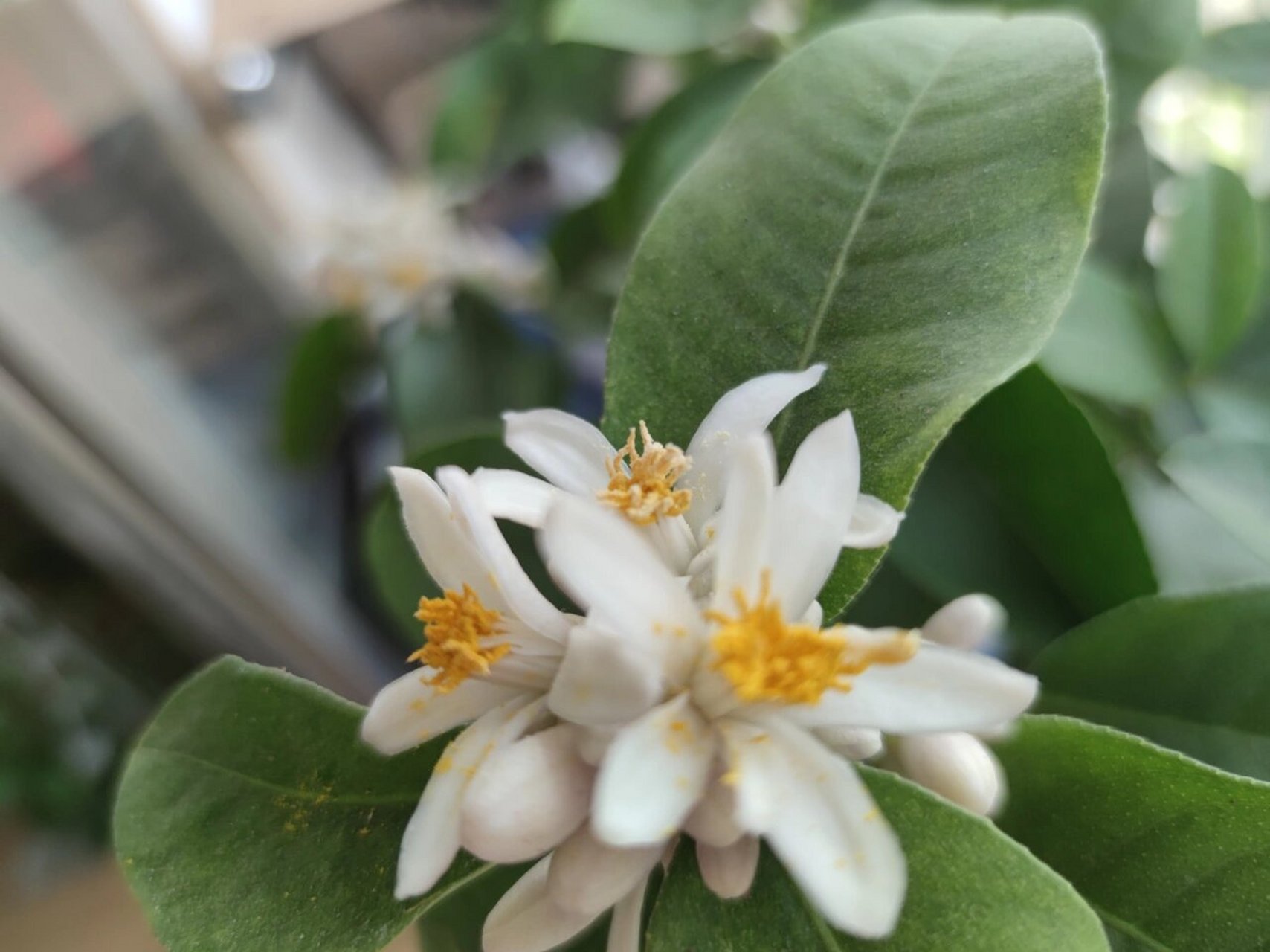 香水柠檬树开花了,人工授粉 阳台上这颗香水柠檬树高1米6,枝头花苞