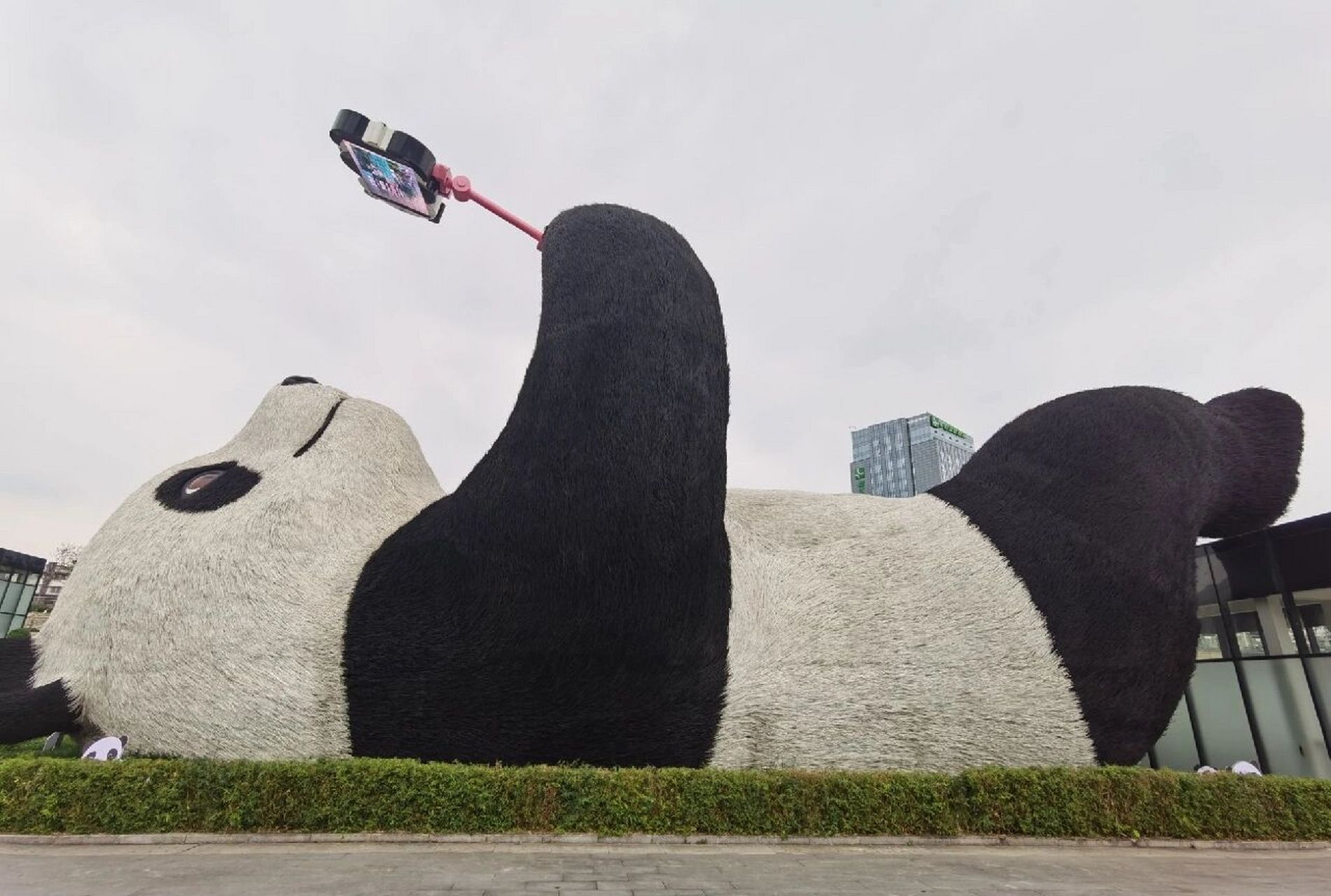 都江堰熊猫谷vs成都大熊猫基地 93结论: 个人更喜欢大熊猫基地