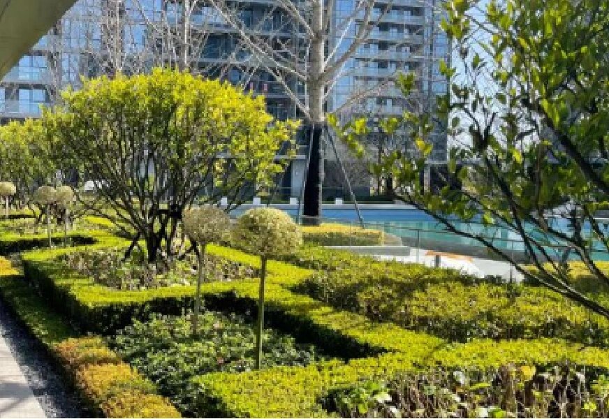 植物搭配—规则式种植|绿篱带