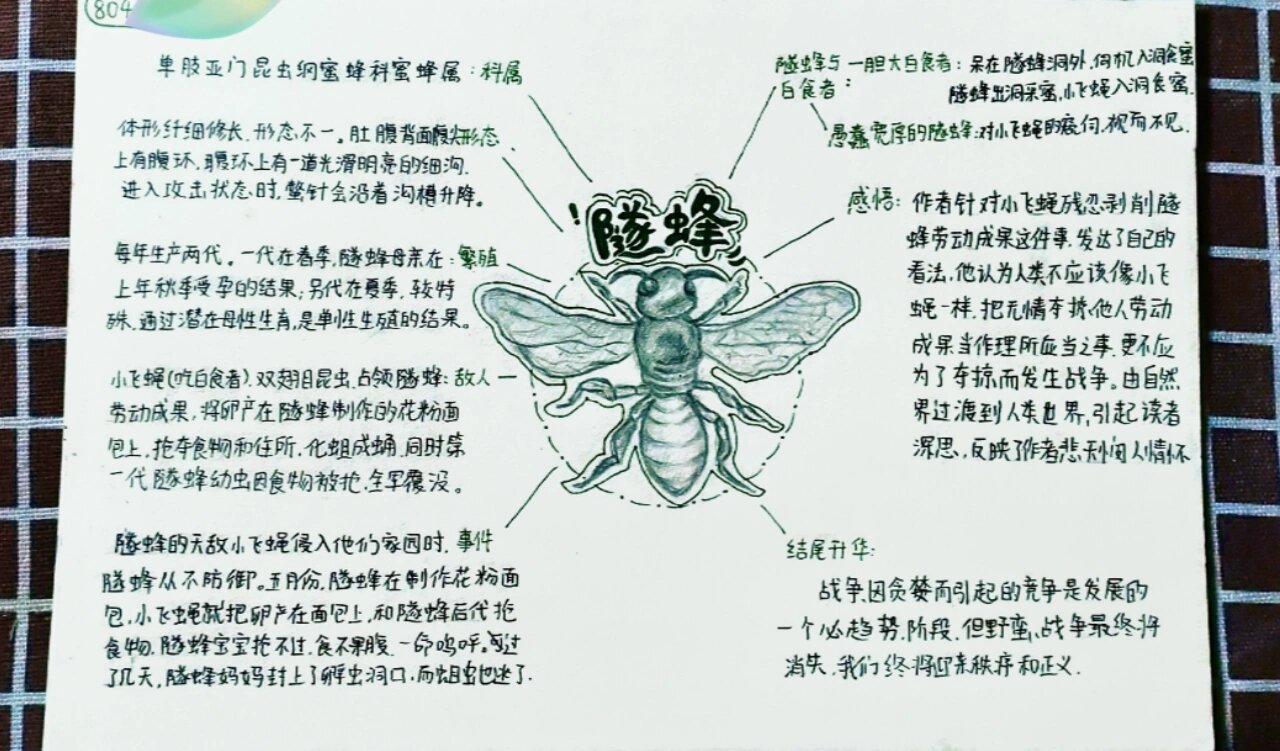 《昆虫记》昆虫思维导图