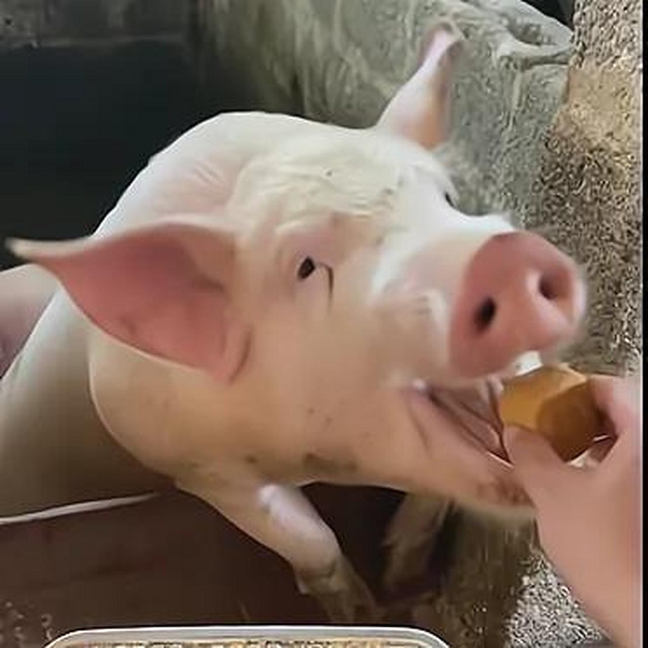 他居然把这东西给猪吃,他家的猪待遇也太好了吧! 猪猪它吃的好开心啊!