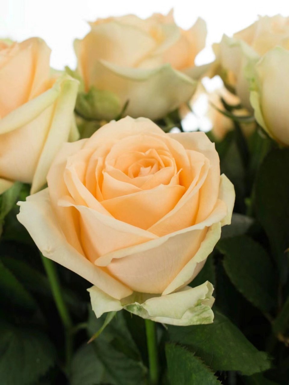 『9』每日识一花【蜜桃雪山】 蜜桃雪山玫瑰:灯光下的一杯香槟 蜜桃