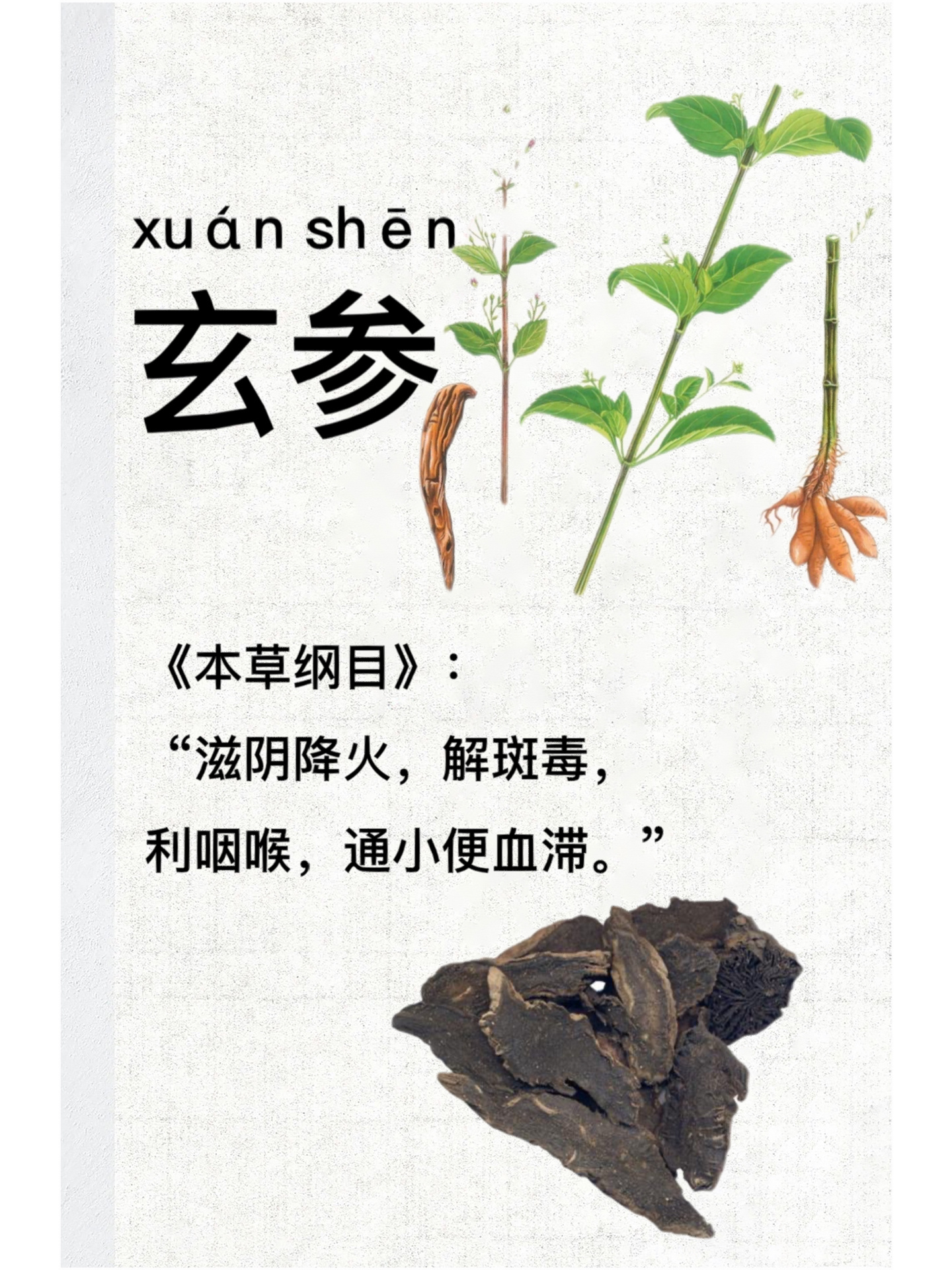 玄参归经图片