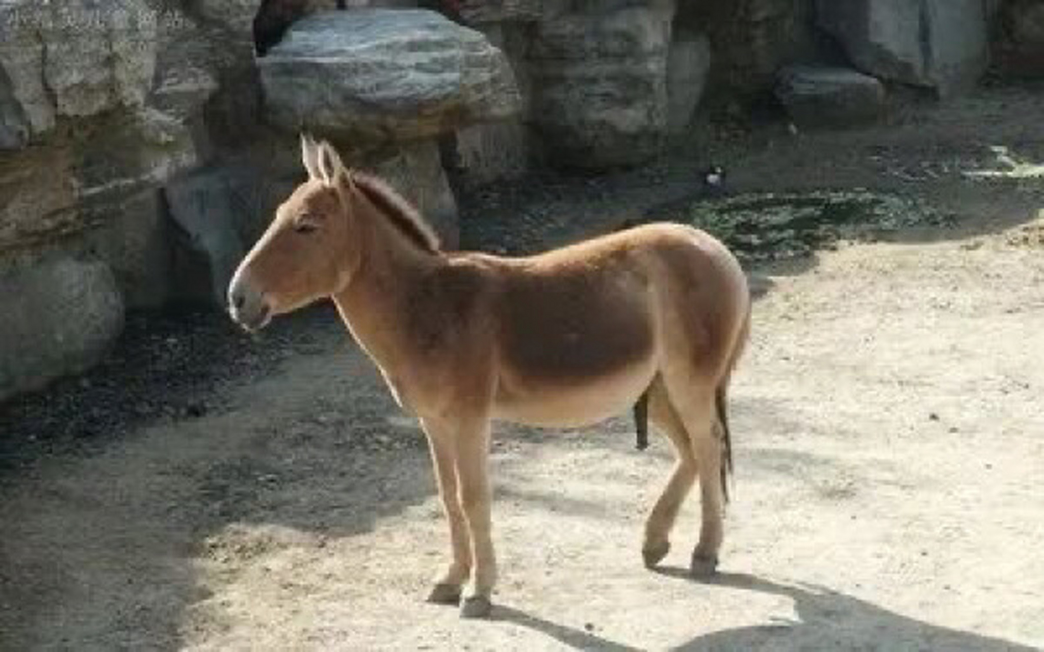 动物图册-蒙古野驴 蒙古野驴(学名:equus hemionus):外形似骡,体型