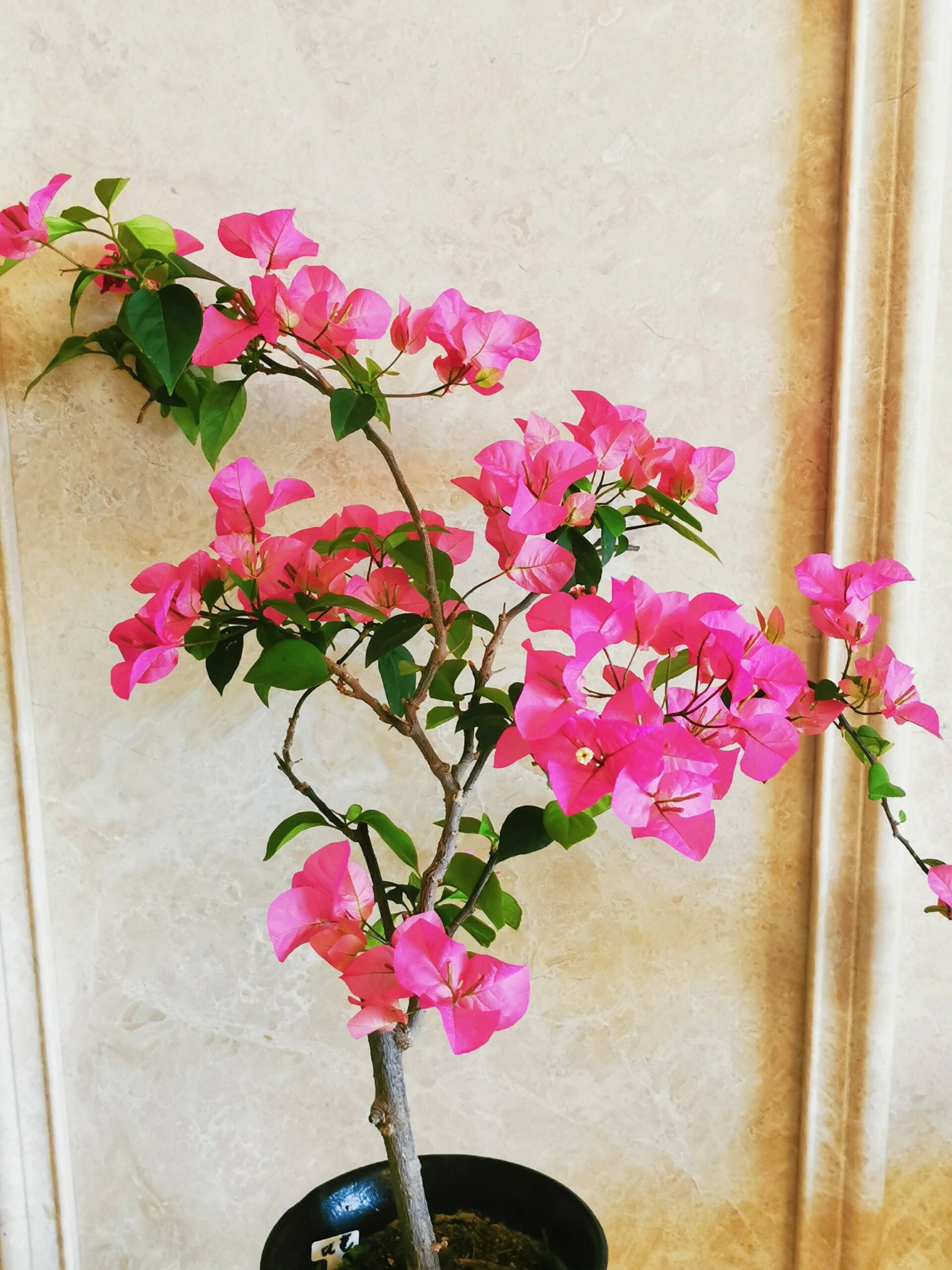 比芭粉三角梅