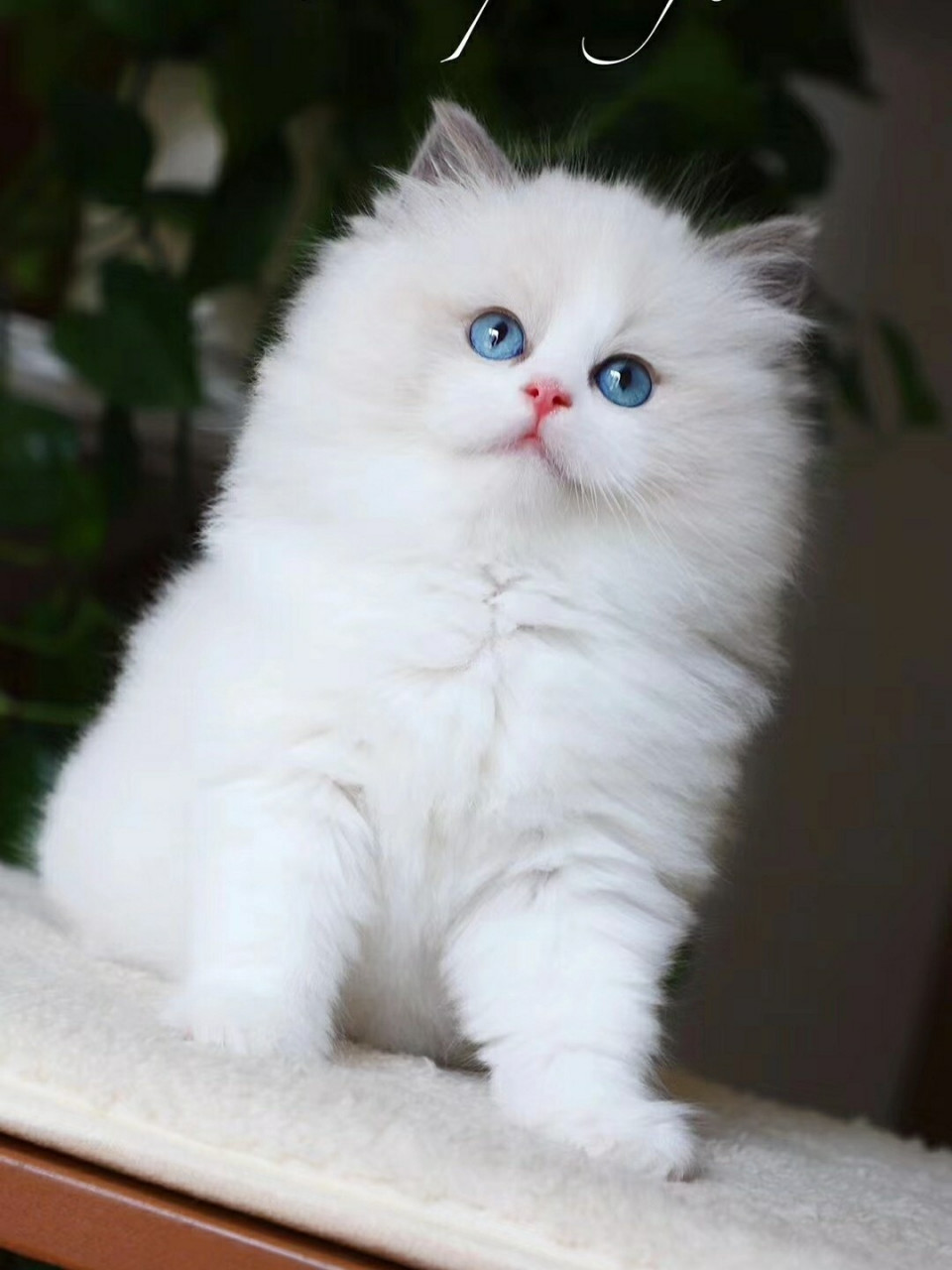 最漂亮的猫咪排名图片