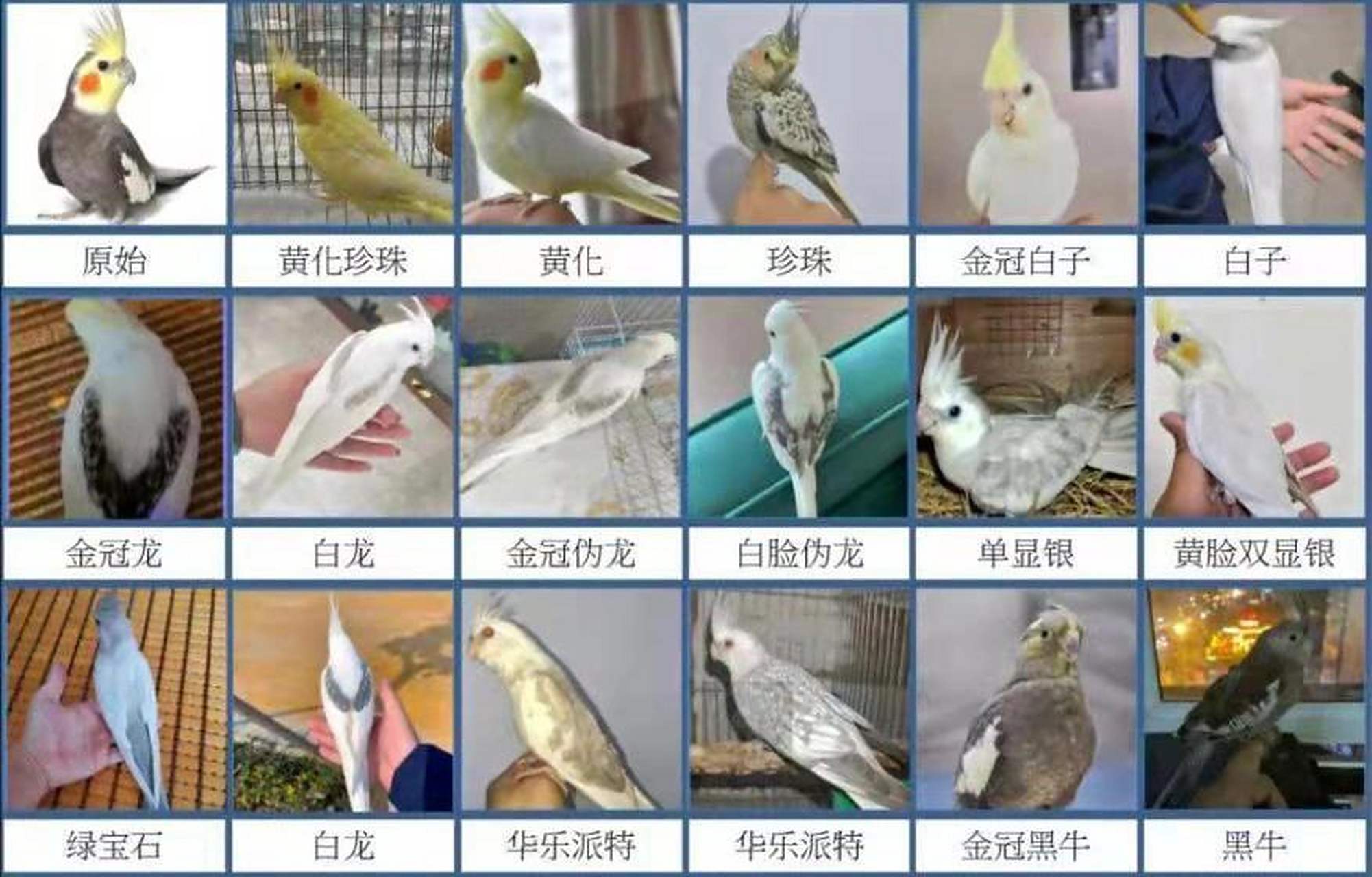 玄凤鹦鹉品种图鉴 玄凤鹦鹉品种图鉴